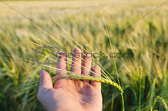 Green wheat in hand