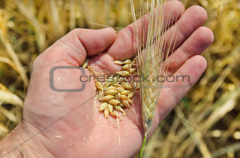 golden harvest in hand over field