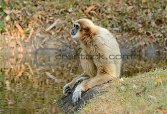 White-handed Gibbon (Hylobates lar)