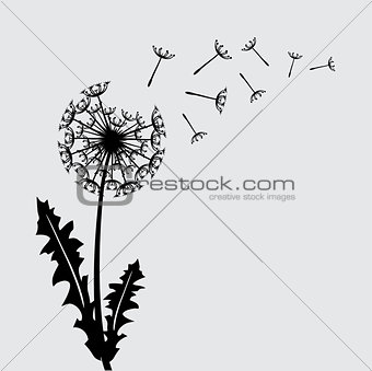 Blow dandelion vector