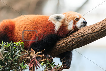 Red Panda Lazing