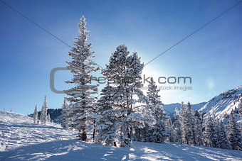 Trees On Ski Slopes With Sun