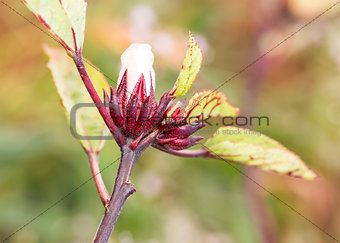 The roselle (Hibiscus sabdariffa)