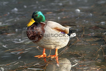 male mallard duck standing on ice