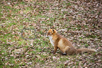 Red fox, Vulpes vulpes
