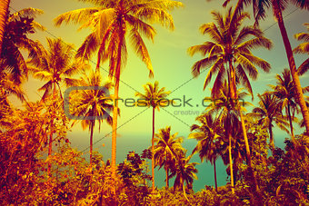 nice tropical background 