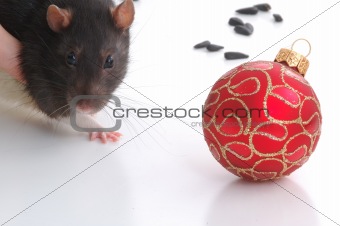 rat and a ball