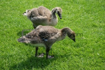 Young Greater Canada geese