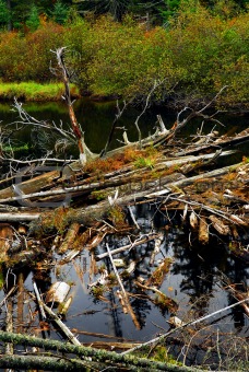 Driftwood in a river