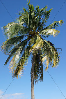 Palm Tree, Caribbean