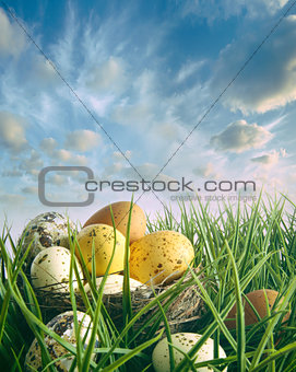 Bird nest with speckled eggs in the grass