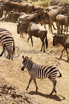 Masai Mara Zebra