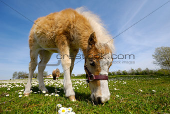 Horse foal is eating grass