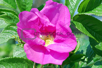 Bright pink flower rosehip