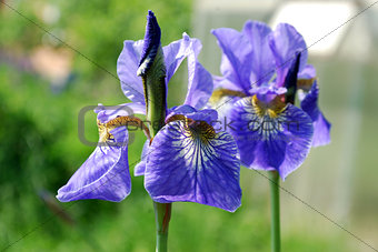 Bright blue flowers iris