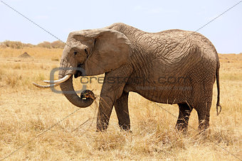 Masai Mara Elephant