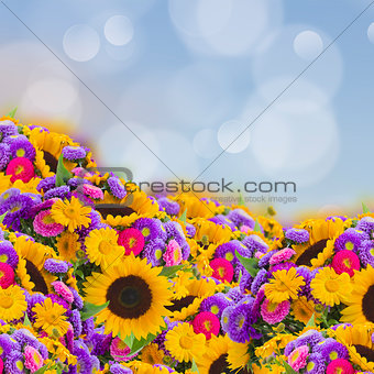 flowers garden with sunflowers