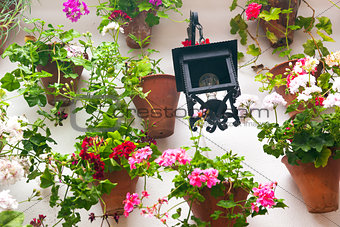 Flowerpots and red flower on a white wall with vintage lantern. 
