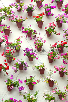 Flowerpots and colorful flower on a white wall,  Old European to