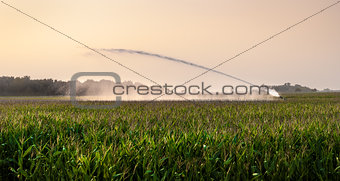 irrigation on corn field 