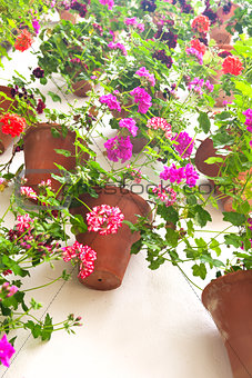 Flowerpots and colorful flower on a white wall with copy space f