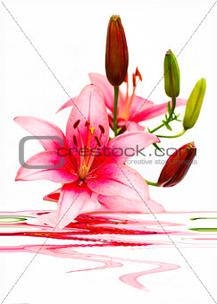 Beautiful arrangement of lilies.