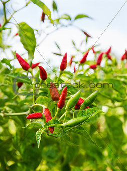 Red hot chili pepper tree