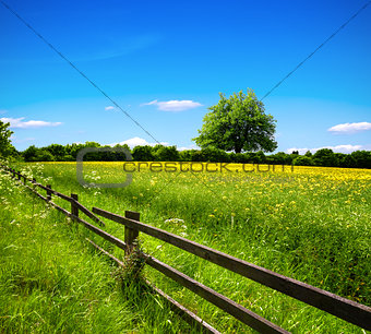 Spring field and blue sky