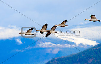 Snow Geese Flying Mountains Skagit Valley Washington