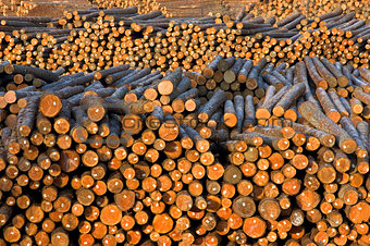 Lumber Mill Log Pile Wood Ready for Processing