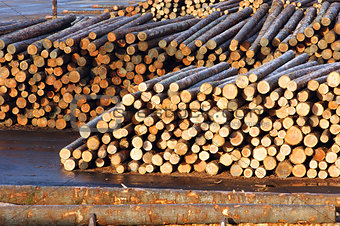 Lumber Mill Log Pile Wood Waiting to be Processed