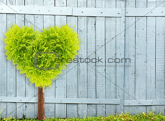 Old wooden fence and heart shape tree