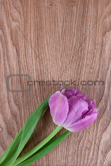 single pink tulip on a wooden background