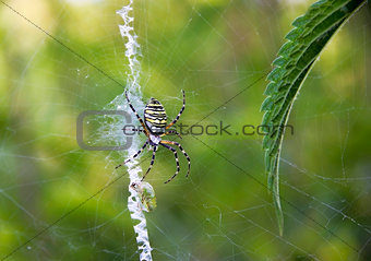 Spider hunting (Argiope bruennichi)