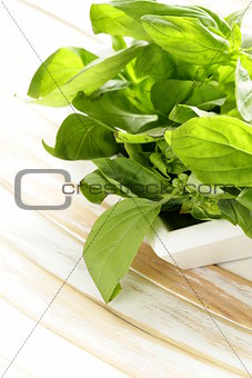 organic fresh green basil on a wooden table