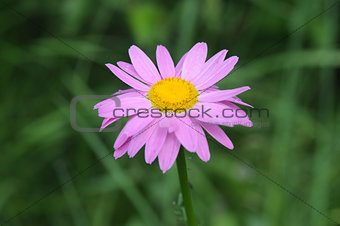 pink pyrethrum - summer flower