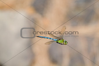 Emperor dragonfly  (Anax imperator)