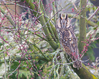 Long Eared Owl (Asio otus) 