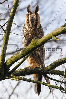 Long Eared Owl (Asio otus) 