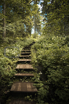 Staircase in the forest.