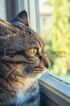 Cat looks outside from the window