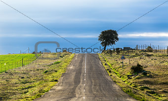 Long Country Road with Markings and Single Tree