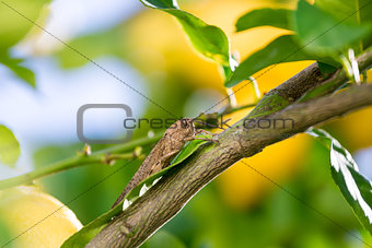 Locust sits on a Branch of Lemon Tree