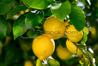 Bunch of Vibrant Ripe Lemons on Tree