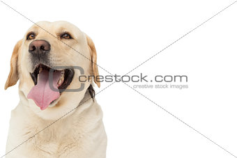 Yellow labrador dog with tongue out