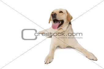 Yellow labrador dog lying with tongue out