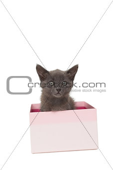 Cute grey kitten sitting in a pink gift box