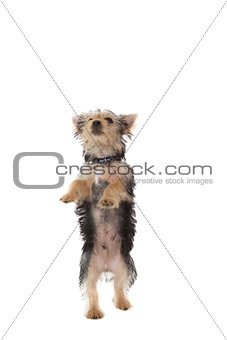 Cute yorkshire terrier puppy rearing up