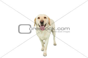 Yellow labrador dog standing