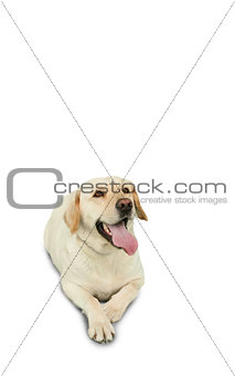 Golden labrador dog lying
